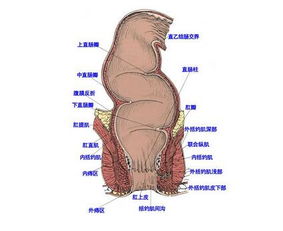 哪家肛肠做肛周脓肿的手术比较好 