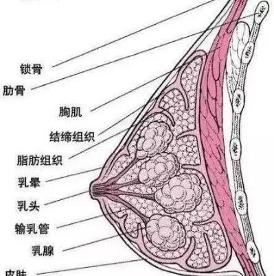 胸部每天都会有点痛、但不是痛得很厉害需要做造影吗(胸疼要做b超吗)