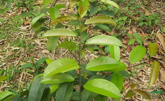 大果飞蛾藤 大果飞蛾藤价格 植物库 园林网 