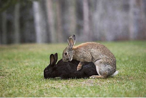 兔子发情周期是几天 
