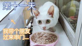 猫咪刷完牙要用水清理吗