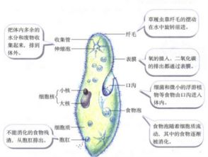 草履虫的结构中直接与水接触的是