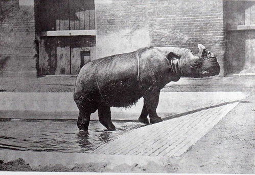 认识了这种犀牛200年,我们还不知道它吃什么