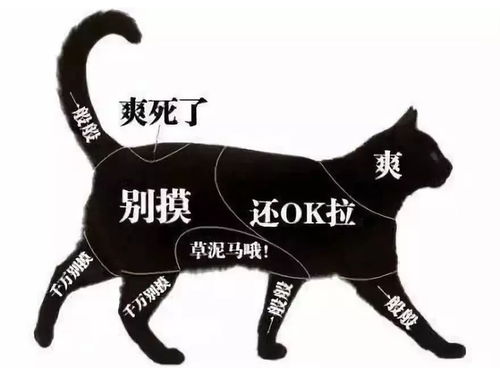 如何与猫咪建立信任（建立猫咪信任的技巧，让猫咪更亲近你）