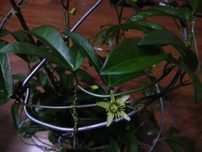 请问厦门的这种藤蔓植物叫什么名字 