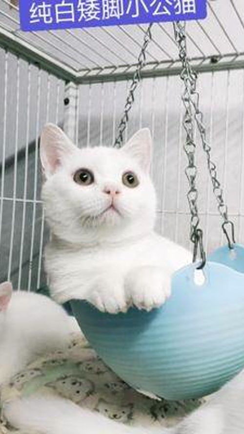 纯白矮脚小公猫 