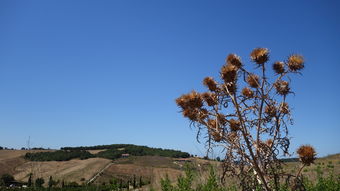 芦苇浅浅，岁月静好——浅析芦苇的意境及其象征意义，芦苇微微的意思