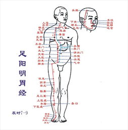 身体专业知识12条经络