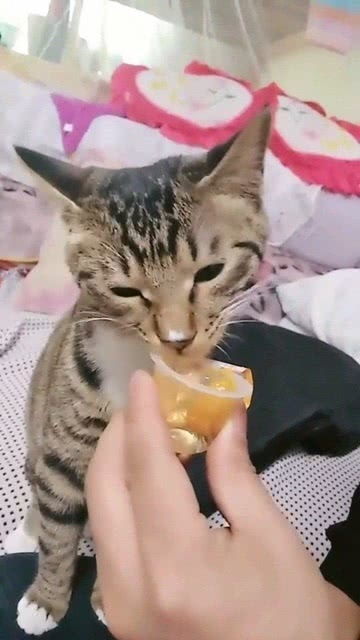 孕妇猫爱吃果冻,也是没谁了 