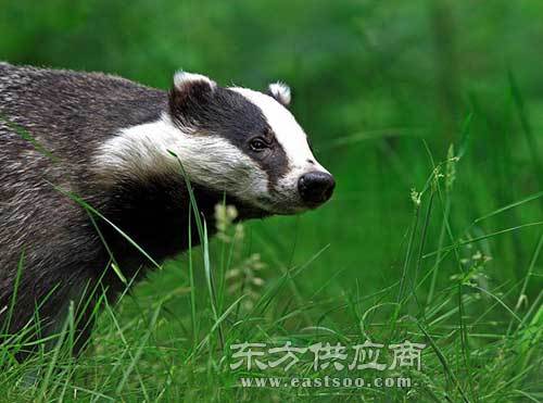 獾子养殖 飞阳野猪养殖 容城獾子养殖基地直销图片 