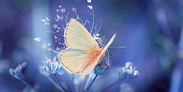 关于蝴蝶与长寿的诗句