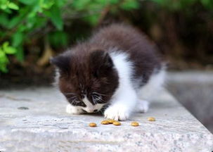 猫喜欢吃什么猫粮 猫粮是真正的均衡食物