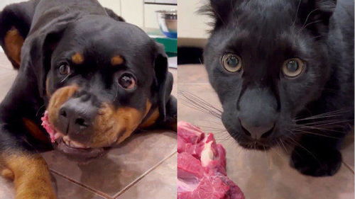 黑豹从小和罗威纳狗一起长大,吃饭时被狗抢肉都不敢吱声 