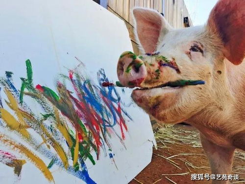 艺术无国界更不分物种 猪加索 一幅画27000,还拯救更多动物