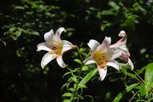 心田上的百合花开