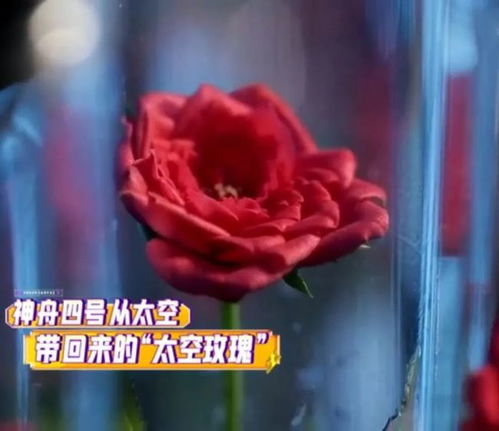 还有什么比收到 太空玫瑰 更浪漫的事吗