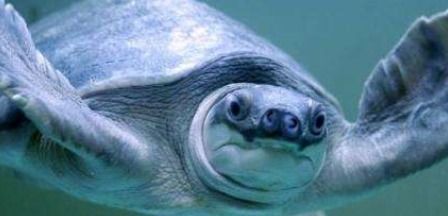 猪鼻龟如何鉴定性别 猪鼻龟适合养一只还是几只一起养 