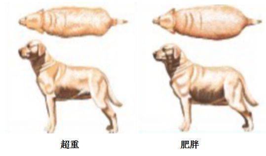 犬猫胰腺炎的病因及预防