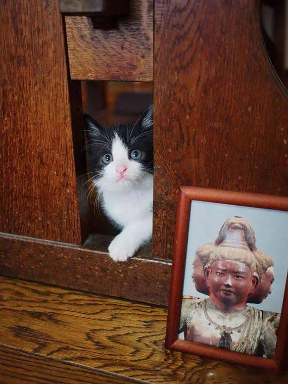 日本一位爸爸捡了只粉嫩的小奶猫,这个眼神要把人萌化了