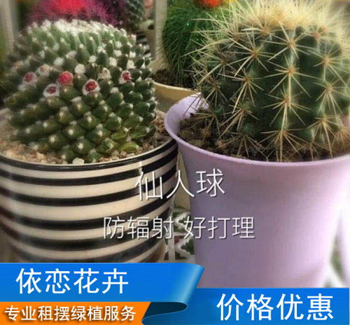 电梯口绿植花卉摆放的方法(电梯门口放什么植物好)