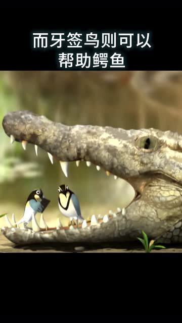 凶猛的鳄鱼为什么不吃牙签鸟呢 