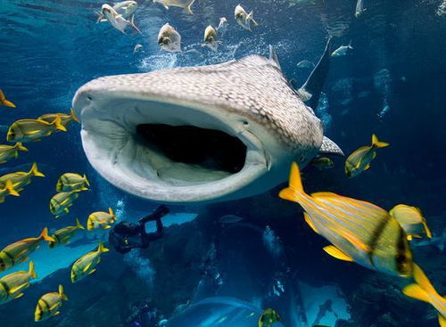 海洋动物大揭秘 你不知道的海洋生态系统和神奇生命