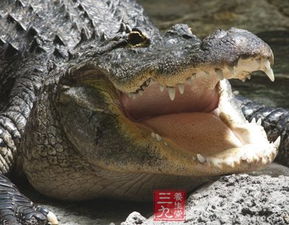 宿舍养鳄鱼 鳄鱼各部位的药用价值 