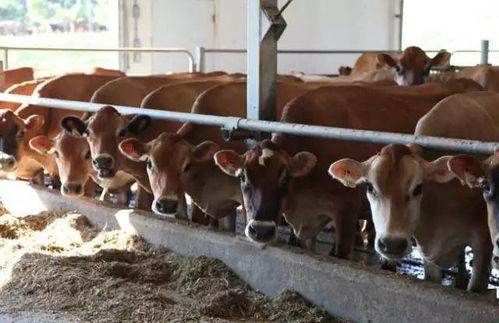 美国牛肉禁令解除,大量牛肉即将进口,牛价会大跌吗