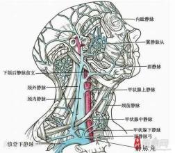 锁骨下静脉及颈内静脉置管术的禁忌证是什么(锁骨下静脉置管深度多少cm)