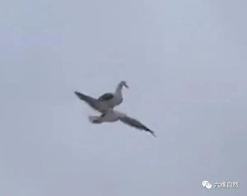 御鸥飞行 一只海鸥懒得飞行,踩在同伴身上 搭顺风车