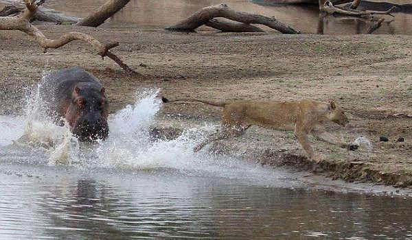 母狮本想在河里洗个舒适的澡,没成想还没爽完就落荒而逃