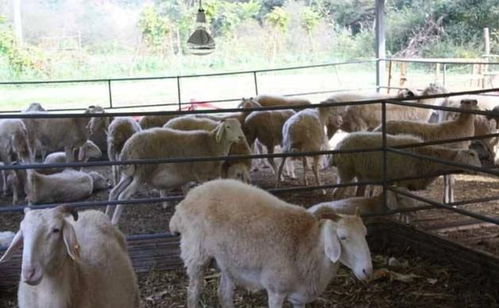刚开始养羊不懂,这句俗语 七月不产羔,三月不配羊 说得对吗