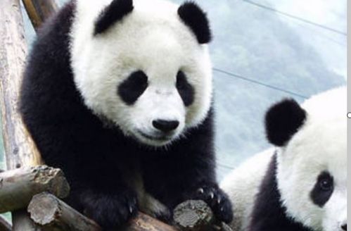 有谁知道有只熊猫爬在竹子上躲让虫子的那款游戏叫什么名吗 