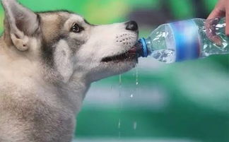 高温天狗狗中暑不是开玩笑的事情,学会这么做就能救狗命 