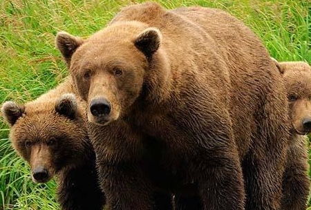 情侣登山遇1.5米高母熊撕咬小腿 全靠打眼睛脱离险境