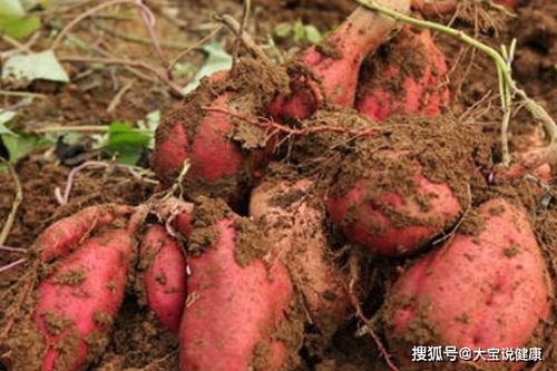 红薯叶是 顶级人参 ,经常吃的人,身体会收到2个明显好处