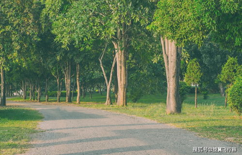 谁熟悉家周围种什么树好