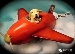 带宠物可以乘坐飞机吗 宠物应该如何托运 