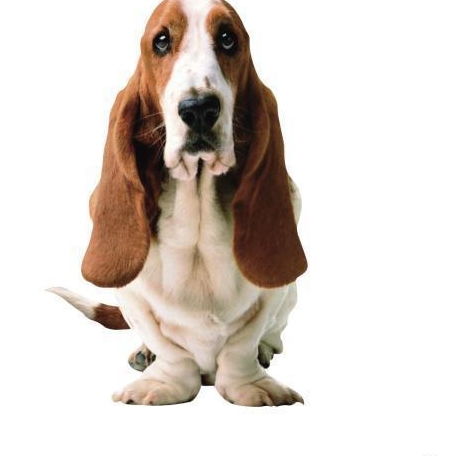 盘点品牌商标的狗狗,哪一个是你的最爱呢
