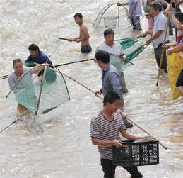 画面带感 暴雨后市民蜂拥下河抓鱼 挖掘机蚊帐上阵