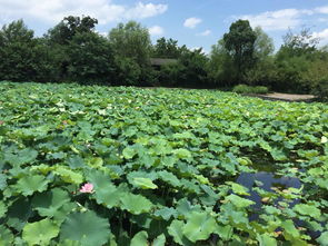 西溪湿地龙舌嘴门票 (西溪景区有停车场吗免费的)