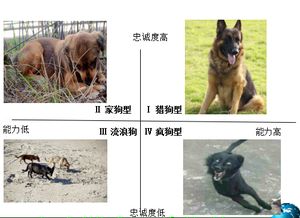 狗年话狗 每个人身边都有这4种类型的 狗 ,你见过几种 