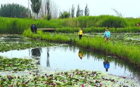 张掖国家湿地公园盛开的荷花吸引游客 