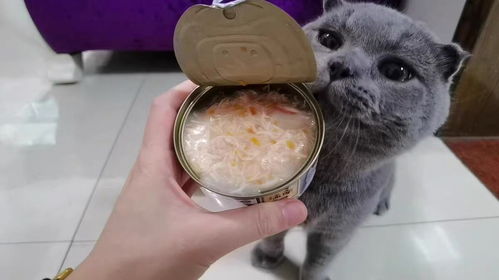 猫爱吃什么零食,猫罐头猫咪零食排行榜