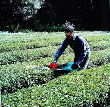 求购绿篱修剪机 剪茶机绿篱机使用方法濮阳 