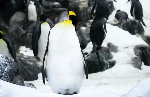 为什么北极没有企鹅 揭开企鹅的分布之谜