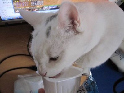 猫喝酸奶的好处和坏处有哪些 