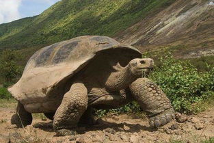 全球最大的乌龟,长1.8米,重750斤
