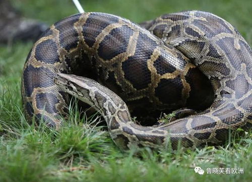 佛罗里达州蟒蛇成灾,当地政府要开放食用,当地人怎么做蟒蛇吃