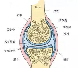 跳广场舞也会伤膝盖,该怎么办呢